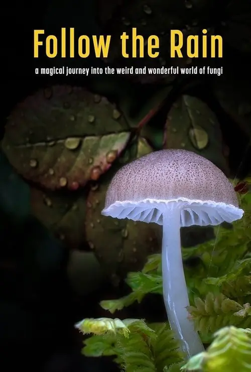 Follow the Rain